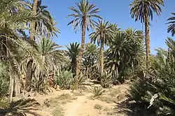 Oasenkette von Tighmert, Prä-Sahara-Region von Wad Noun