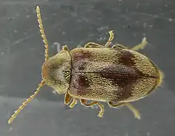 Abb. 5: auf Glasscheibe, Aufsicht