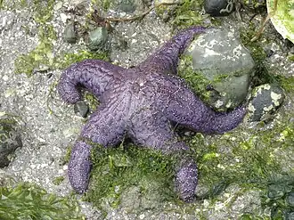 Pisaster ochraceus (Asteriidae)