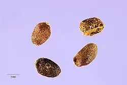 versch. Basilikum-Samen (die Samen oder auch die aufgequollene Samenschale)