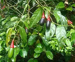 Avocadoartige Aguacatillo-Frucht