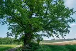 Der Odenwaldbaum, Naturdenkmal in Kimbach