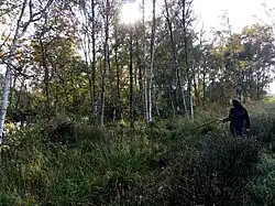 Offenbütteler Moor in Dithmarschen