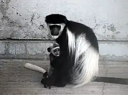 Mantelaffe (Colobus guereza) mit Jungtier