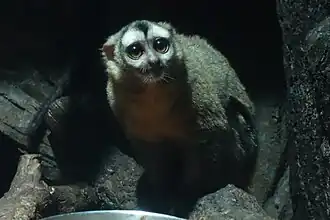 Östlicher Graukehl-Nachtaffe (Aotus trivirgatus)