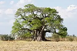 Affenbrotbaum Okahao[113] Okahao Baobab