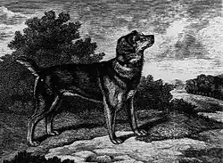 Black and Tan Terrier