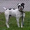 Olde English Bulldogge