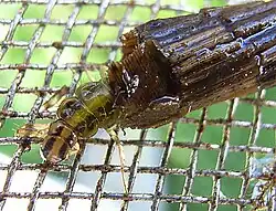 Abb. 7a: Köcher vorn