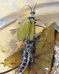 Abb. 4e: Schlupfstadium