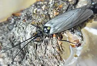 Abb. 6b: von vorn und oben