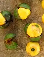 Isano, Boleko Früchte