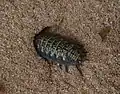 Grabendes Exemplar von Porcellio spinipes