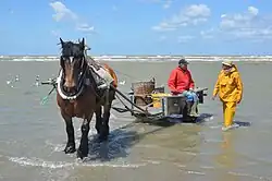 Krabbenfischer, Oostduinkerke