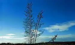 Opened Logpole-Pines, 2000