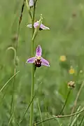 Bienen-Ragwurz (Ophrys apifera)