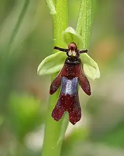 Fliegen-Ragwurz (Ophrys insectifera)