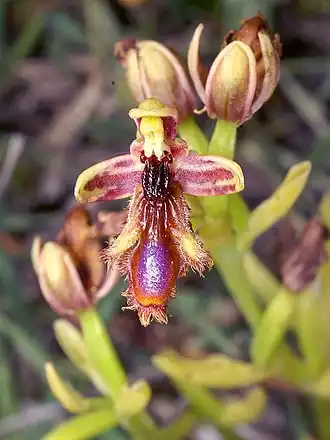 König-Ferdinand-Ragwurz (Ophrys regis-ferdinandii)