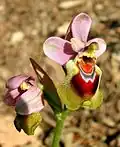 Ophrys tenthredinifera Spanien – Mallorca