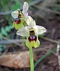 Ophrys tenthredinifera Italien – Sizilien Zingaro
