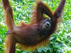 Orang-Utan (Pongo pygmaeus)