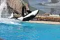 Schwertwal, SeaWorld San Diego