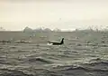 Orca im Tysfjord in der Abenddämmerung