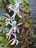 Orchideenart Coelogyne swaniana