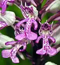 Helm-Knabenkraut (Orchis militaris)