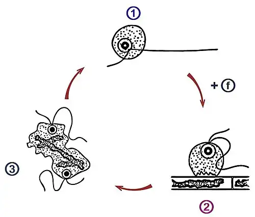 Lebensstadien von O. agilis. ① gleitend, ②&nbsp;angreifend, ③ verdauend/sich&nbsp;teilend. (ⓕ Fütterung mit Algen)