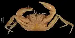 Orcovita gracilipes (Muséum national d’histoire naturelle)