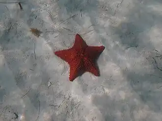 Genetzter Kissenstern am Strand der Bucht.