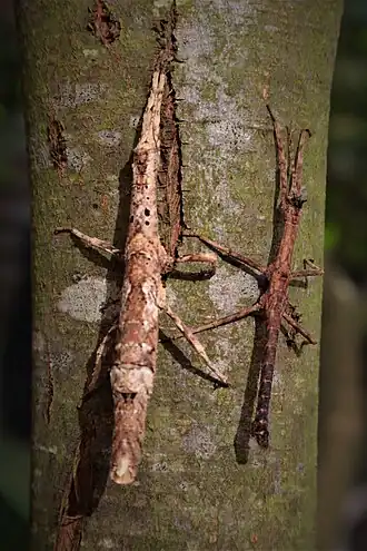 Pärchen einer noch nicht abschließend bestimmten, als Orestes cf. konchurangensis 'Kong Plong' bezeichneten Art