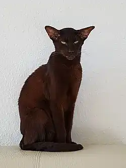 Orientalisch Kurzhaar