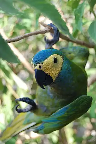 Ara (Orthopsittaca manilata) in Goiânia, Brazil.
