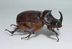 Nashornkäfer (Oryctes&nbsp;nasicornis) 🌐 Panzer überwiegend aus Chitin und Sklerotin