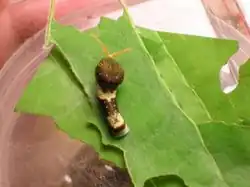 Raupe nach der ersten oder zweiten Häutung mit ausgestülptem Osmaterium