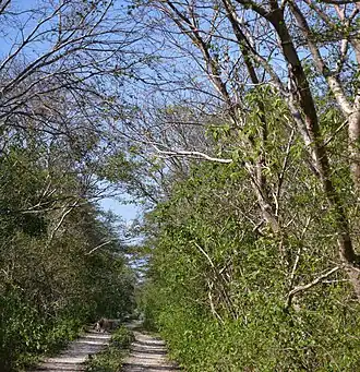 typischer Trockenwald des Chaco und Ameisenbär