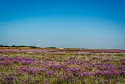 Salzwiese auf dem Ostergroen Spiekeroogs während der Strandfliederblüte