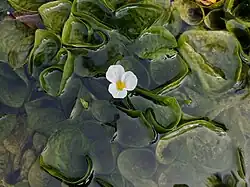 Ottelia alismoides (Blätter)