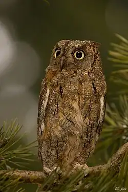 Zwergohreule