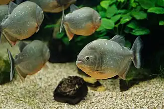 Rote Piranhas (Pygocentrus nattereri)