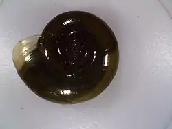 2014 Knoblauch-Glanzschnecke