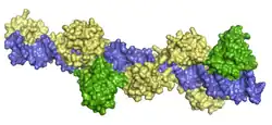 Paired-Box-Protein 8