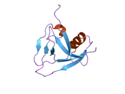T-cell surface glycoprotein CD5