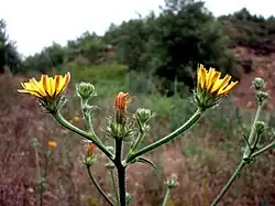 Gewöhnliches Bitterkraut
