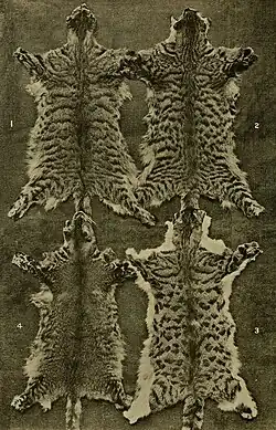 Verschiedene Katzenfelle aus London, Camden Town.