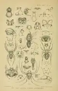 Auszug aus dem Buch "Proceedings of the Zoological Society of London" (1907) von Octavius Pickard-Cambridge, die Grafiken 25 bis 28 zeigen Motive der Edlen Kugelspinne (hier noch als Teutana nobilis geführt).