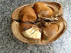 Malabar Kastanie (Glückskastanie)