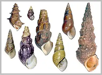 Schalen verschiedener Pachychilidae-Arten